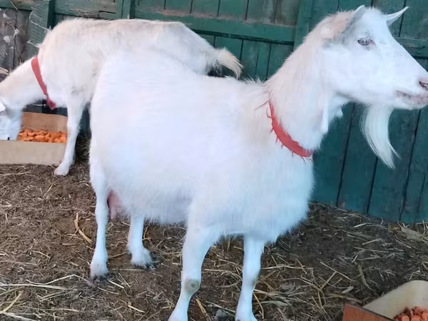 Dişi keçi, Pomellata goat