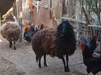 Qoyun, Karabakh sheep — foto 2