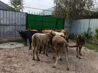 सांड, मवेशी — फ़ोटो 8