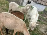 Beran, Merino sheep — foto 1