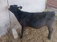 İnək, Russian Black pied cattle — foto 1
