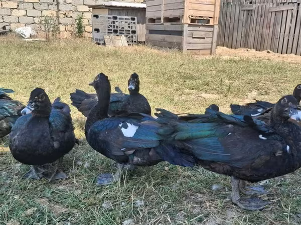 Ducks — Azerbaijan