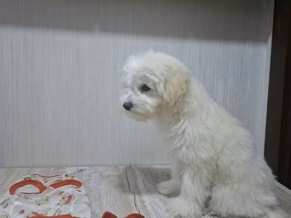 Erkək Maltipoo balası - Yaş: 5 aylıq - Xüsusiyyətlər: Tam sağlam, çox