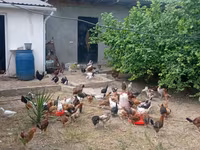 Chickens — photo 4