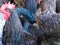 Australian Pit Game fowl — Foto 2