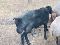 Oveja, Ovejas — foto 4