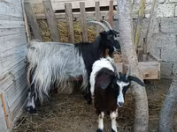 Goat, Goats — photo 2