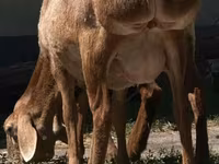 Qoyun, Afghan Arabi sheep — foto 2