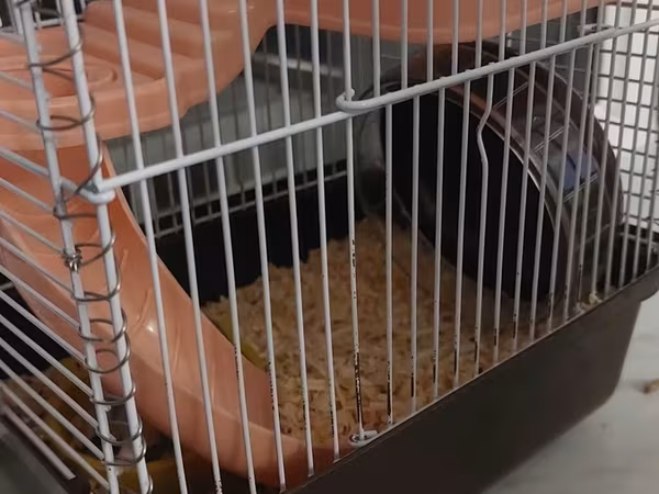 Qefesde 2 hamster cunqarik var. Sebeti alana hamsterleri ödənişsiz