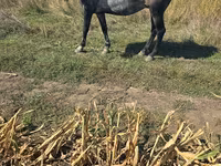Yegua, Caballos — foto 3