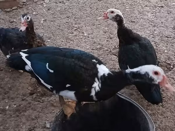 Өрдөктөр