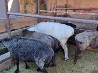 Ram, Sheep — photo 5