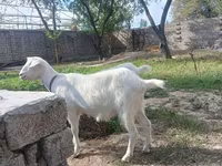 عنزة, Alpine goat — الصورة 5