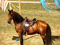 Caballo, Tennessee Walking Horse — foto 5