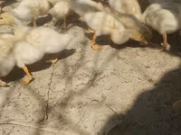 German Pekin — photo 3