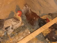 Chickens — photo 4