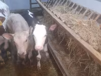 İnək, Simmental cattle — foto 6
