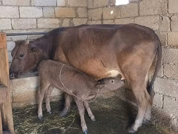 İnək, Mal-qara — Azərbaycan