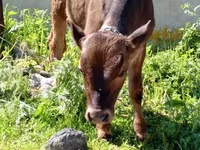 Bulle, Rinder — Foto 8