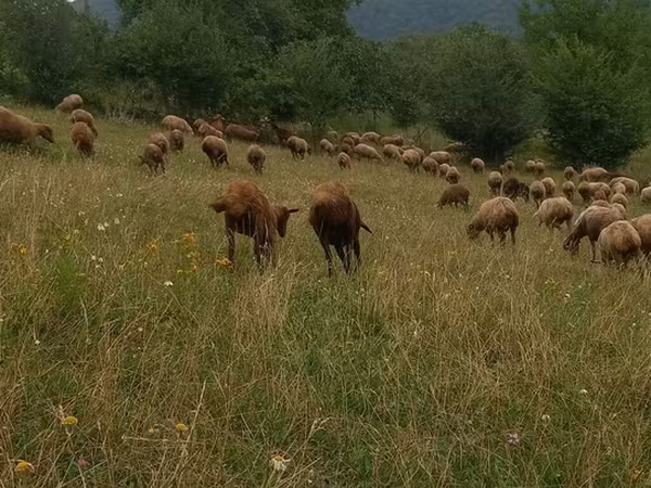 Sheep, Sheep