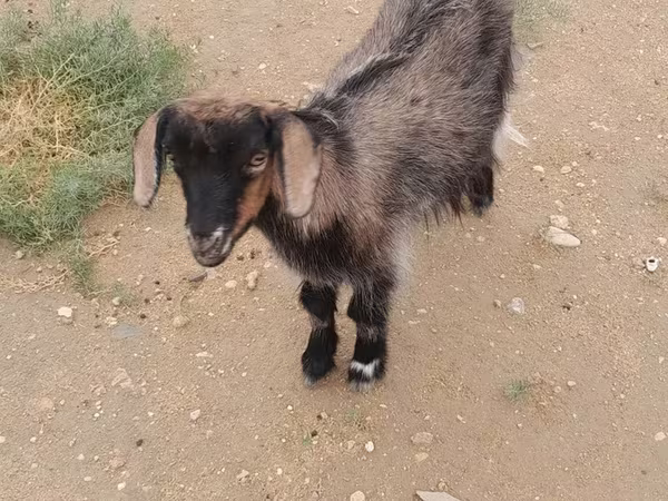 Koza, Kozy