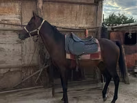 Koń, Thoroughbred horse — zdjęcie 4