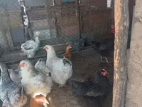 براهما — الصورة 2
