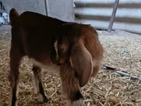 Keçi, Nubian Goat — foto 7