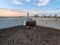 Buğa, Swiss cattle — foto 3