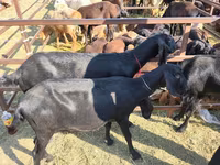 Keçi, Beetal goats — foto 3