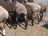 मेढ़ा, भेड़ — फ़ोटो 1