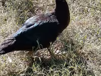 Geese — الصورة 5