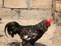 Chickens — photo 2