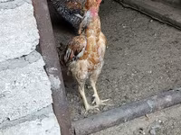 Chickens — foto 6