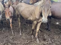 Madyan, Atlar — foto 1