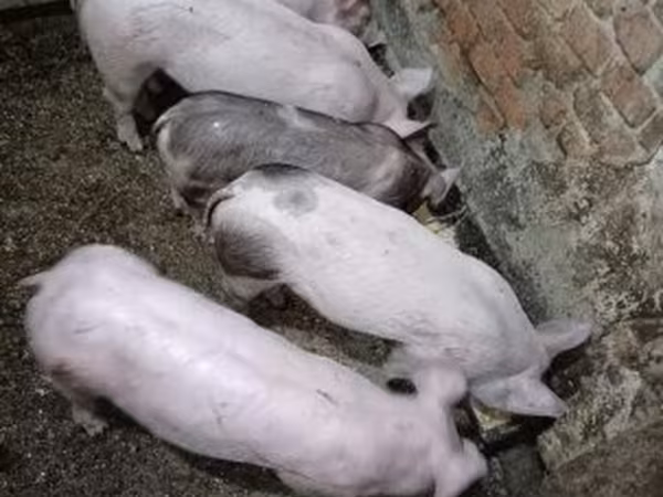 Prasata (šarže, pohlaví neuvedeno), Prasata