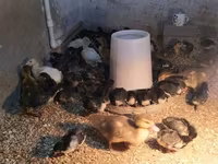 Ducks — photo 2