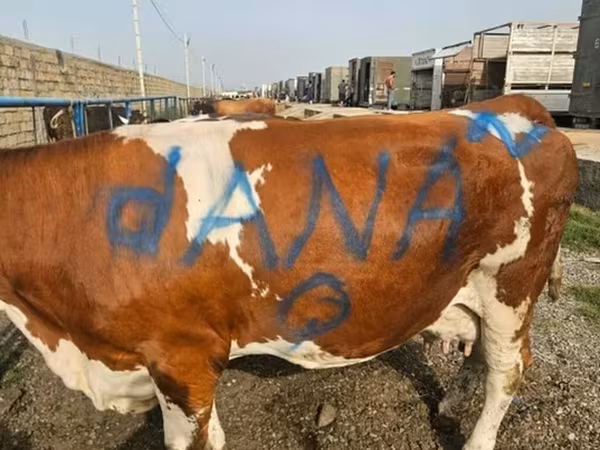 Cow, Simmental cattle