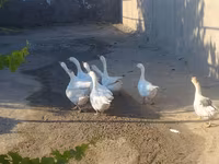 Geese — foto 2