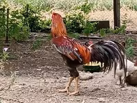 Chickens — photo 4