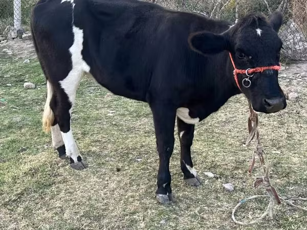 İnək, Latvian Blue cattle