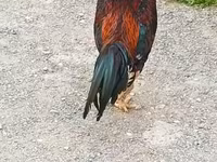 Chickens — foto 2