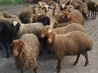 Sheep (batch, sex not specified), Sheep — photo 3