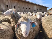 Qoyun, Edilbay sheep — foto 1