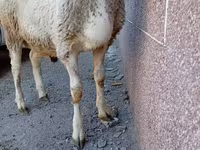 Beran, Arashan sheep — foto 4
