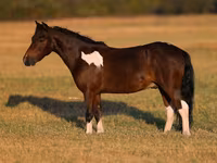 At, Pinto horses — foto 2