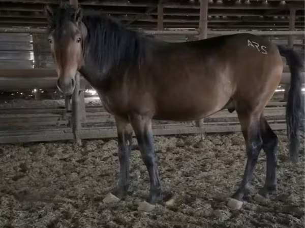 At, Kazakh horse