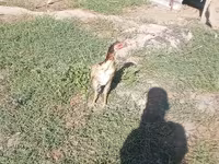 Chickens — foto 2