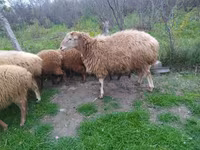 Sheep (batch, sex not specified), Sheep — photo 2