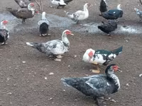 Domestic Muscovy — photo 4